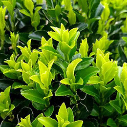 Euonymus japonicus Green Spire